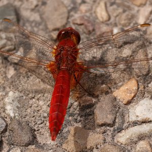 Rote Heidelibelle...... Arndt Neumann